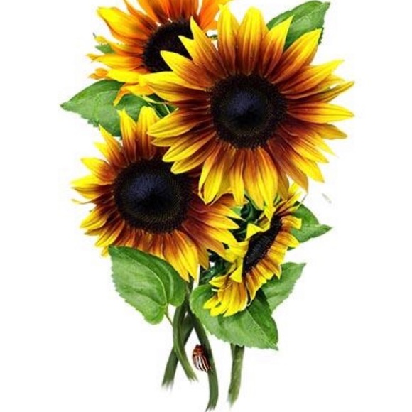 Meet your Posher, Genesee - Picture 1 of 1